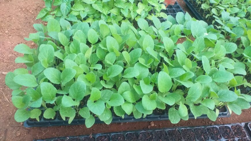 Eggplants for Sale in Kurunegala