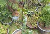 Bay Leaf Plants for Sale in Nuwara Eliya Colony