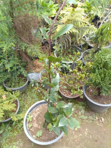 Bay Leaf Plants for Sale in Nuwara Eliya Colony