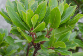 Bay Leaf Plants for Sale in Nuwara Eliya Colony