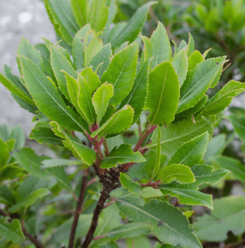 Bay Leaf Plants for Sale in Nuwara Eliya Colony