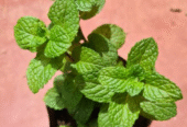 Minchi Plants for Sale in Embuldeniya, Nugegoda