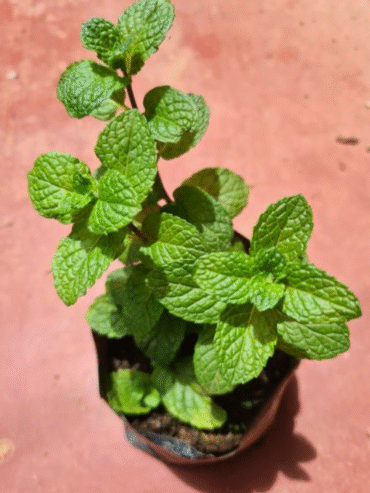 Minchi Plants for Sale in Embuldeniya, Nugegoda