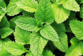 Minchi Plants for Sale in Embuldeniya, Nugegoda