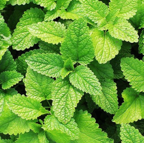 Minchi Plants for Sale in Embuldeniya, Nugegoda