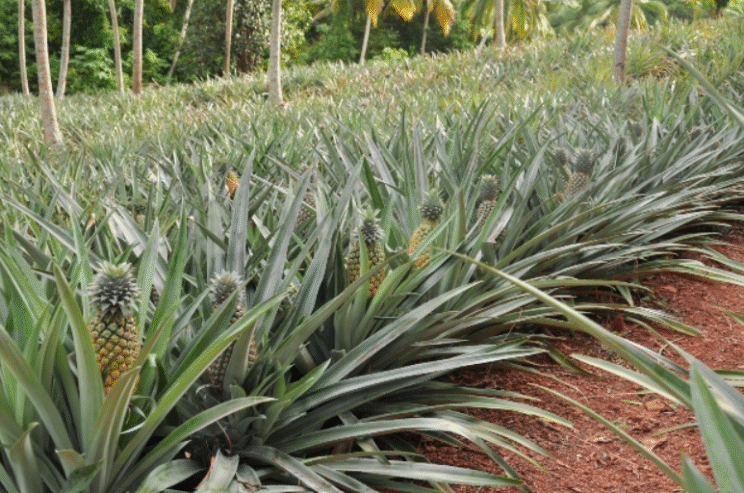 Pineapple Plants for Sale in Dankotuwa, Puttalam