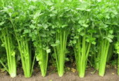 Saldiri Plants for Sale in Nugegoda