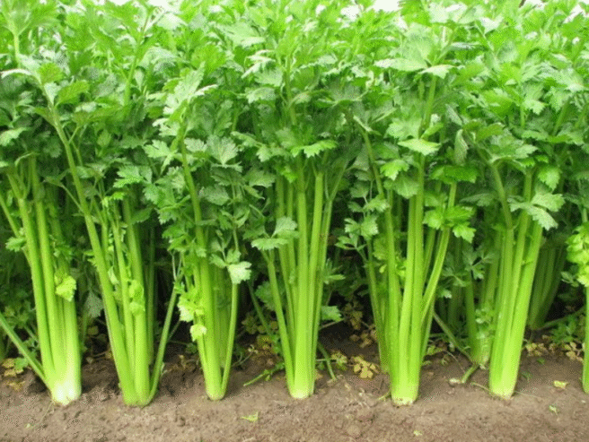 Saldiri Plants for Sale in Nugegoda