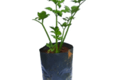 Saldiri Plants for Sale in Nugegoda