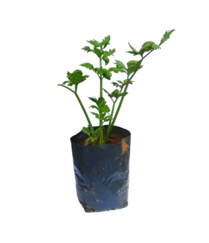 Saldiri Plants for Sale in Nugegoda