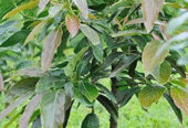 Avocado Plants for Sale in Tissamaharama