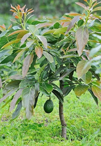 Avocado Plants for Sale in Tissamaharama