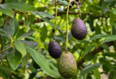 Avocado Plants for Sale in Tissamaharama