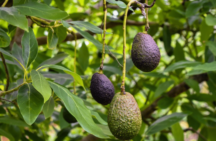 Avocado Plants for Sale in Tissamaharama
