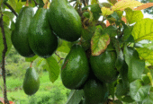 Avocado Plants for Sale in Tissamaharama