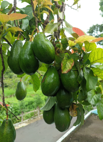 Avocado Plants for Sale in Tissamaharama