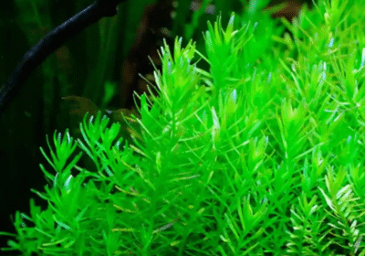2025-06-21-12_31_04-Rotala-rotundifolia-Green-1-750×750.webp-750×750