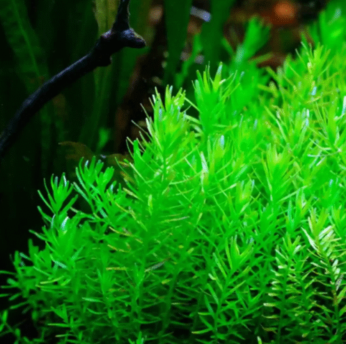 Rotala Nanjenshan ‘Green’ Aquatic Plants for Sale in Gampaha