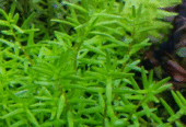 Rotala Nanjenshan ‘Green’ Aquatic Plants for Sale in Gampaha