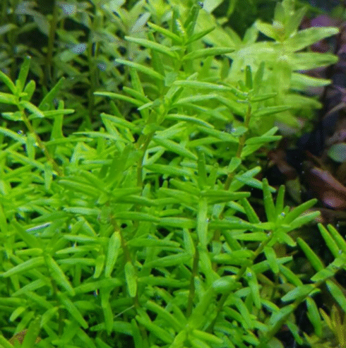 Rotala Nanjenshan ‘Green’ Aquatic Plants for Sale in Gampaha