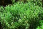 Rotala Nanjenshan ‘Green’ Aquatic Plants for Sale in Gampaha