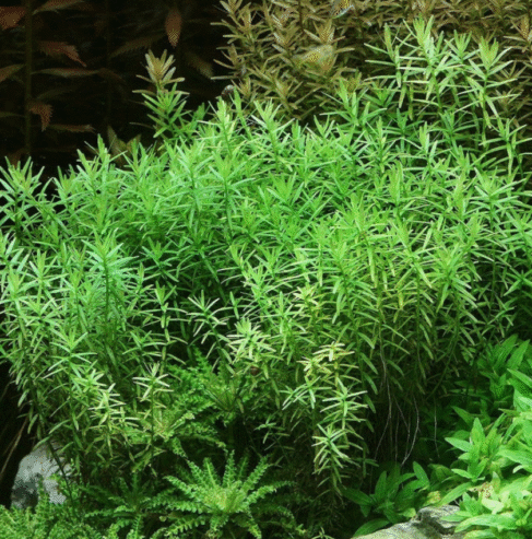 Rotala Nanjenshan ‘Green’ Aquatic Plants for Sale in Gampaha