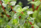 Rotala Rotundifolia Aquatic Plants for Sale in Kotiyakumbura