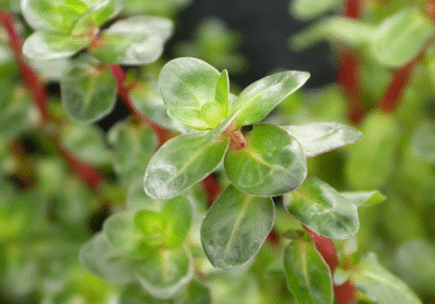 2025-06-24-18_43_40-Rotala_Rotundifolia_plant_1024x1024.jpg-1024×1024