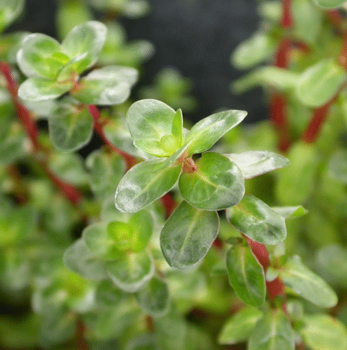 Rotala Rotundifolia Aquatic Plants for Sale in Kotiyakumbura
