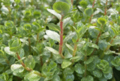 Rotala Rotundifolia Aquatic Plants for Sale in Kotiyakumbura
