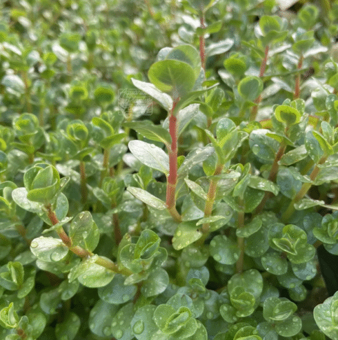 Rotala Rotundifolia Aquatic Plants for Sale in Kotiyakumbura