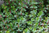 Rotala Rotundifolia Aquatic Plants for Sale in Kotiyakumbura