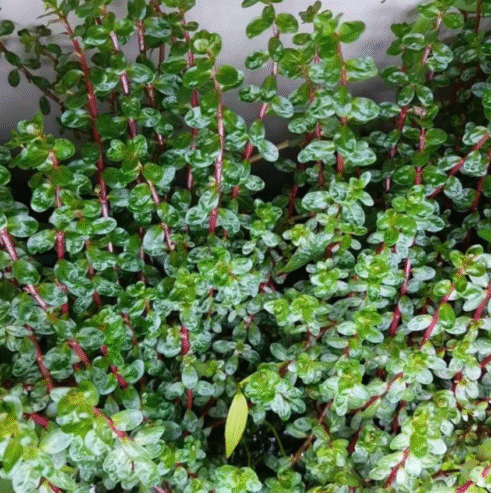Rotala Rotundifolia Aquatic Plants for Sale in Kotiyakumbura