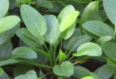 Echinodorus Cordifolius Aquatic Plants for Sale in Kotiyakumbura