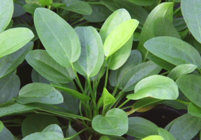 2025-06-24-18_47_01-imagegen.ashx-570×380