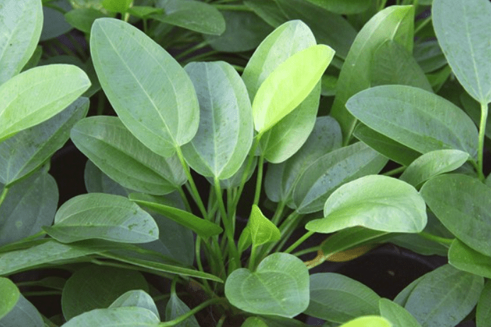 Echinodorus Cordifolius Aquatic Plants for Sale in Kotiyakumbura