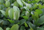Echinodorus Cordifolius Aquatic Plants for Sale in Kotiyakumbura