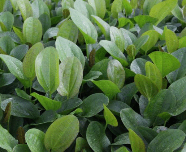 Echinodorus Cordifolius Aquatic Plants for Sale in Kotiyakumbura