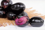 Jamun Plants for Sale in Tissamaharama