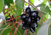 Jamun Plants for Sale in Tissamaharama