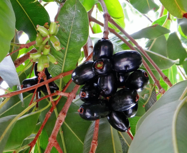 Jamun Plants for Sale in Tissamaharama