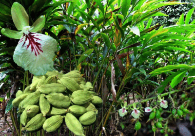 2025-06-29-13_04_17-no-perennial-yes-elaichi-plant-h-01-1-plant-quipo-original-imagewzhsxaaw4a5.jpeg