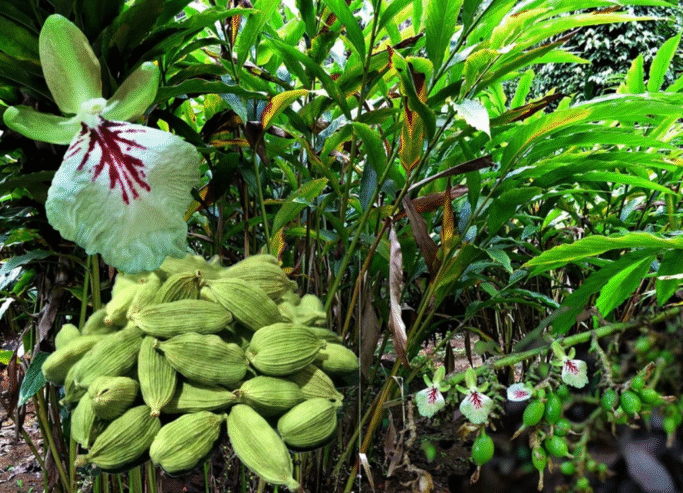 Cardamom Plants for Sale in Tissamaharama
