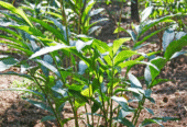 Cardamom Plants for Sale in Tissamaharama