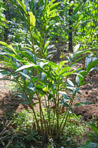 Cardamom Plants for Sale in Tissamaharama