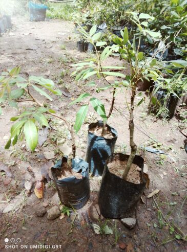 Longan Plants for Sale in Piliyandala