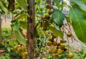 Longan Plants for Sale in Piliyandala