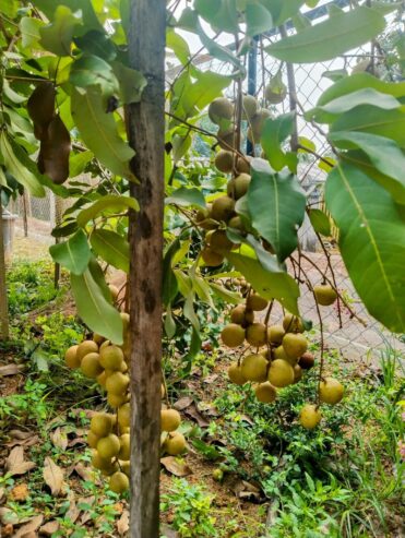 Longan Plants for Sale in Piliyandala