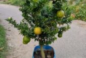 Naran Plants for Sale in Tissamaharama