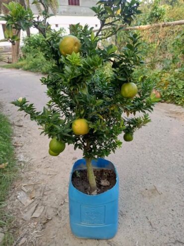 Naran Plants for Sale in Tissamaharama